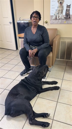 Client feedback after Coco’s basic obedience behavior mod. board & train under the instruction of @jacque_ak9. #allegiancek9students #weareallegiancek9 #allegiancek9 #memphisdogtraining #midsouthdogtraining #memphisdogtrainer #colliervilledogtrainer #colliervilledogtraining #pipertondogtraining #rossvilledogtraining #dtbsdt #boardandtrain #enrichmentdaytraining | Allegiance Canine