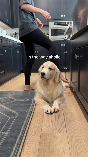 Just add some minor inconvenience #goldenretriever | golden retriever