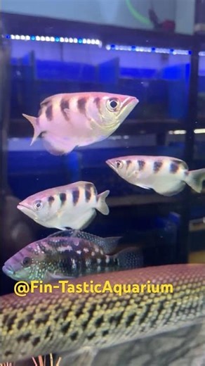 Aquatic House New Stock! Exotic Archer Fish for Sale 🐟 | Rare Aquarium Fish Update 2025