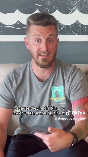 Understanding Puppies' Water Intake for Effective Potty Training