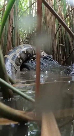 버마비단뱀 vs 아메리카 악어(앨리게이터) (플로리다 에버글레이즈)[Burmese Python vs. American Alligator (Florida Everglades)]
