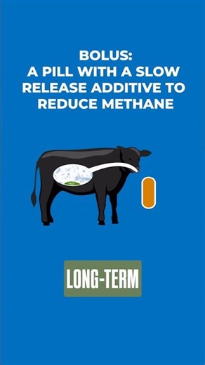 Can Giving a Bolus Help Reduce Methane Emissions from Cattle? 🐂