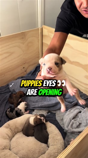 When Do Puppies Open Their Eyes? A Comprehensive Guide