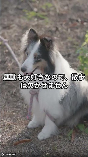 【実は知らない】『犬の雑学』「シェットランドシープドッグ」