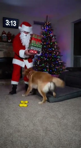 Dog Attacks Santa at 3AM!