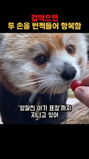 귀여운 동물 레서판다 시그니처 항복 자세의 비밀은? #animals #동물세계 #레서판다 #귀여움 #시그니처