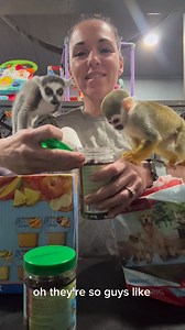 Bugs are gross. 🤢 But they’re so good for them! Enrichment. Enrichment. That is what I tell myself. #monkey #exoticanimals #zoo #squirrelmonkey #fypシ #fbreelsfypシ゚ | Safari Zoological Park Caney, KS