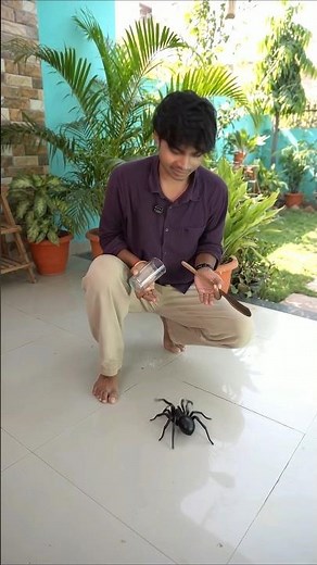 Giant spider 🕷️ #shorts