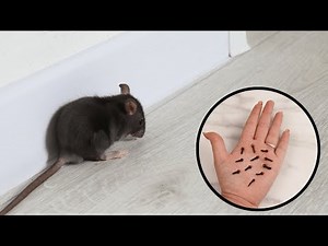 Add to Water and Spray on Walls. Mice Will Disappear and Never Return