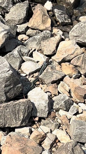 Snake eat frog