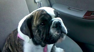 Bet you can guess what these dogs are thankful for! #HappyThanksgiving | America's Funniest Home Videos