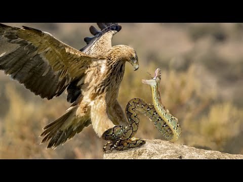 King Eagle Attacks Snake