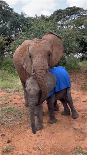 A first peek at the most adored elephant in Kenya! Earlier this year, we rescued a tiny orphan who lost her mother to human-wildlife conflict. She had fought hard to survive on her own and managed for a few days — a miracle for an infant elephant, who needs milk and is vulnerable to predators. She was discovered in the nick of time, in a state of collapse and on her last reserves. Kipekee, as we named her, arrived in very poor condition. However, the orphans always know when a new rescue is in n