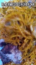 HOW TO MAKE ABACHA AND EAT | Amy Special Abacha