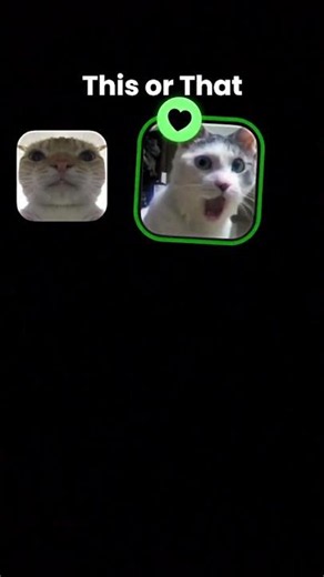 Memes de gatooooooo