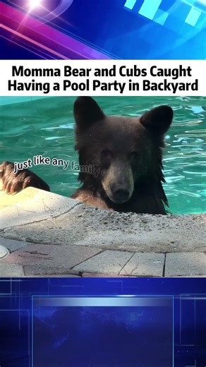 Momma Bear and Cubs Caught Having a Pool Party in Backyard#news