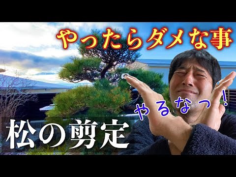 How to prune pine trees [Do not cut off the middle buds]