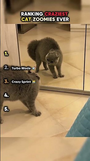Ranking Craziest Cat Zoomies Ever ⚡🐱 || #cats #zoomies ‪@CuteEncounters‬