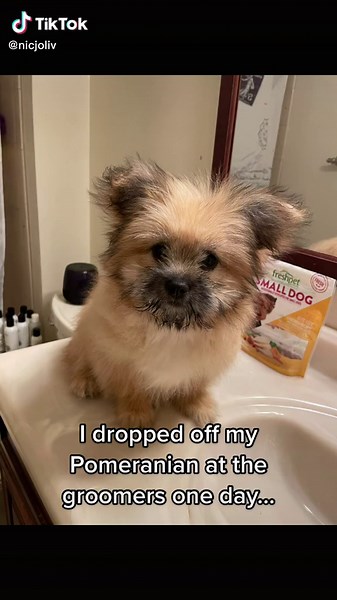 Shih-Pom Transformation: Watch the Glow Up!