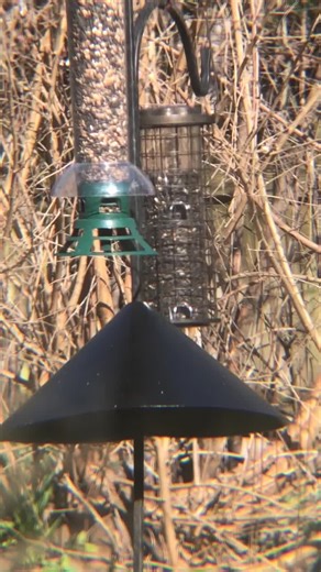 Watch Birdwatching on Amazon Live