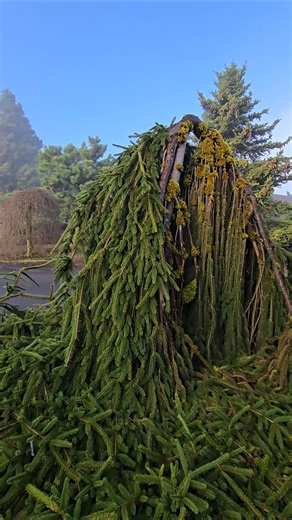 Picea abies ‘Cobra’ #gardendesign #conifer #landscaping