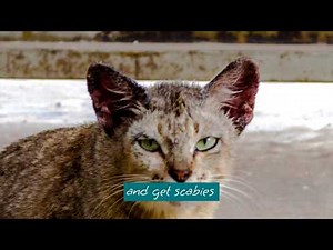 Scabies Treatment for Cat