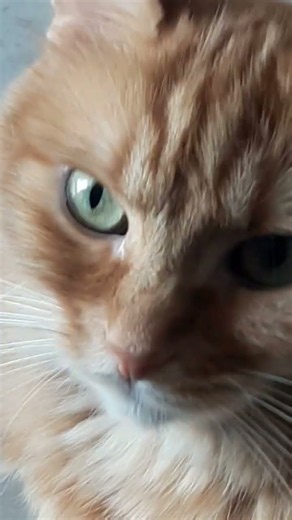 Canelle’s Beauty Is Simply Adorable! 🐱✨ Cute Cat