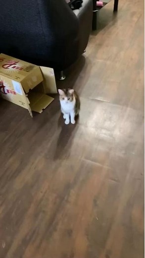 Playful Domestic Cat Adventures in Cozy Home Settings