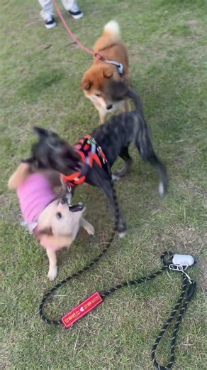 아주 신났네 ㅎ#강아지일기#메시친구들#진도믹스#dogdiary#멍튜브