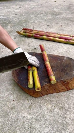 Cutting sugarcane in Guangxi #GettingReadyForGuangxiMarch3rd #ShareYourSpringOOTD #SpringI
