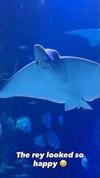 What to expect inside London’s Sealife Centre!