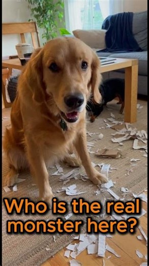 Who is the real Problem #dogs #viral #puppy