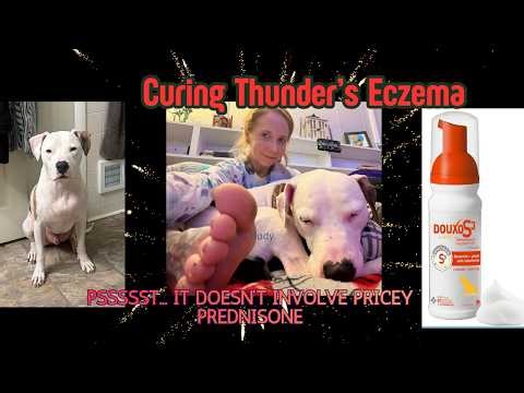 How I cured my dog of eczema finally!