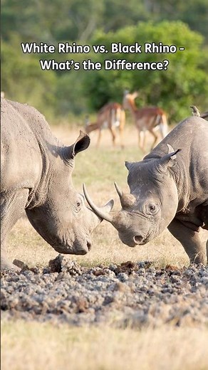International Day Of Biological Diversity - White Rhino vs Black Rhino 🦏