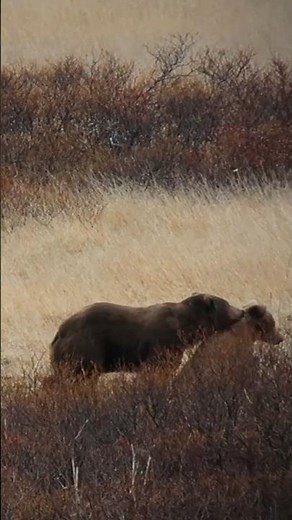 Nuances of the brown bear rut. #hunting #bearhunting #brownbear