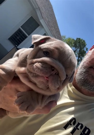 English Bulldog Puppy Love: Adorable Moments