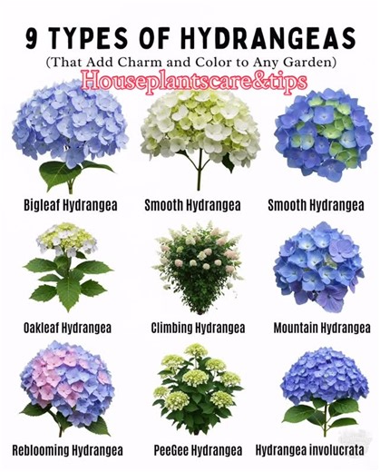 House Plants Care & Tips on Instagram: "9 Types of Hydrangeas ( That add Charm and Color to Any Garden). Which one is your favourite? 🤔🤗🥰🪴#plantlover #plant #plantaddict #plants #canada"