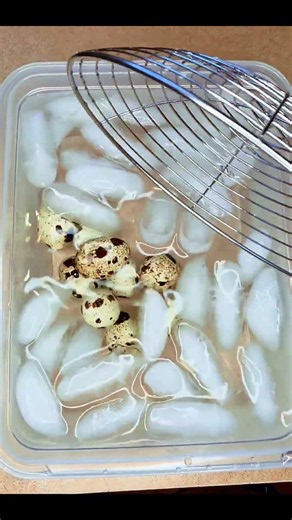 How to Boil & Peel Quail Eggs 🥚 Easy 4-Minute Method for Perfect Eggs Every Time!