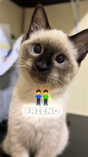 Top 5 Friendliest Cat Breeds in the World (Number 1 Acts Like a Dog 😻)