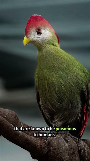 Meet the Red-crested Turaco | Species 101
