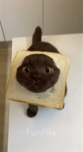 This cat compilation had me crying 😹 #funnycat #shorts