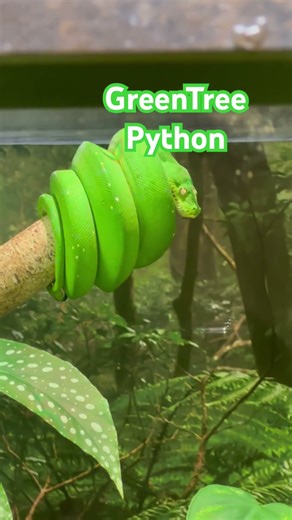 #greentreepython @RipleysAquariumofCanada