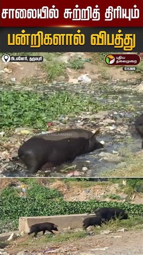 சாலையில் சுற்றித் திரியும் பன்றிகளால் விபத்து | #Dharmapuri | #Shorts