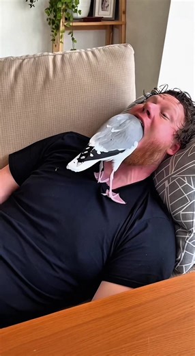 I had one job. Protect him. The gull just wanted to investigate and I let it happen like a certified amateur. 🐦😅 #IHadOneJob #SeagullMoment #NapTime #BirdVisitor #CouchLife **Disclaimer: AI-generated and fictional. No real animal or person was involved. If this were real it would be a staged magic trick style illusion, not harm.**