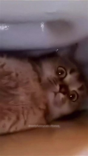 Funny Cat Videos That Will Make You Laugh