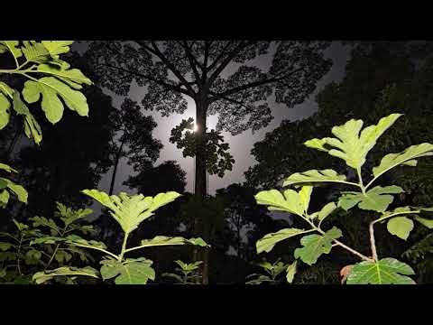 🔴 LIVE Deep Forest Ambience 🌲 Gentle Nature Sounds for Sleep, Inner Peace, and Relaxation