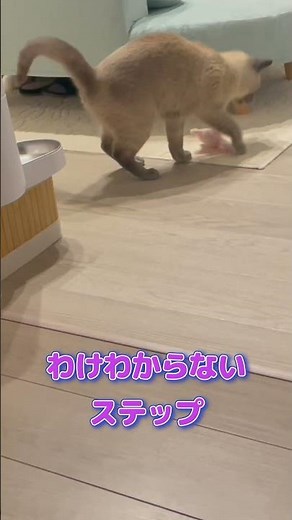 わけわからないステップ #猫 #cat #しゃむねこ #シャム猫 #ねこ #猫のいる暮らし