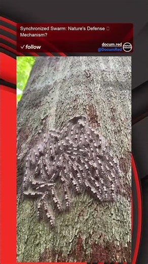 Synchronized Swarm: Nature's Defense Mechanism?