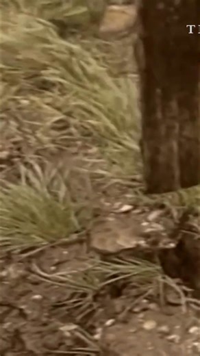 In August 1989, Hungary dismantled its border defenses with Austria. East Germans, eager for freedom, saw their chance. Despite initial attempts to stem the flow, Hungary chose human rights over political deals, opening the border and changing history. #Hungary #EastGermany #ColdWar #History #BorderOpening | Timeline - World History