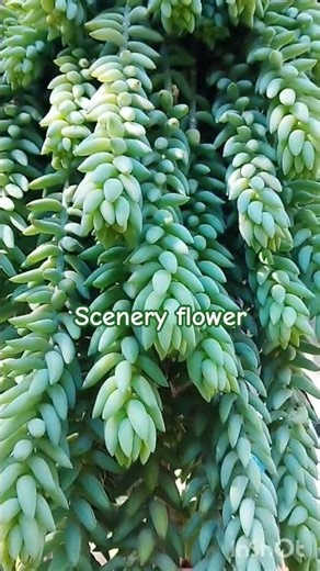 scenery flower #nice lovely